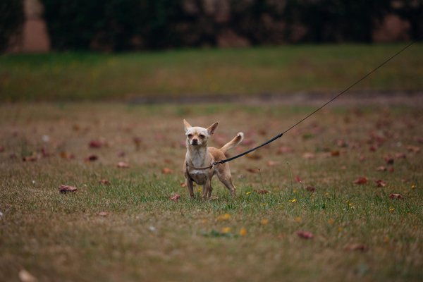 What should you consider when buying a used car?